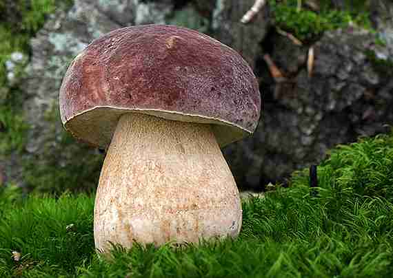  Image name: 00_167 Porcino.jpg 
 width: 570 pixel 
 height: 404 pixel 
 Size: 21503 bytes 
 Click to enlarge 